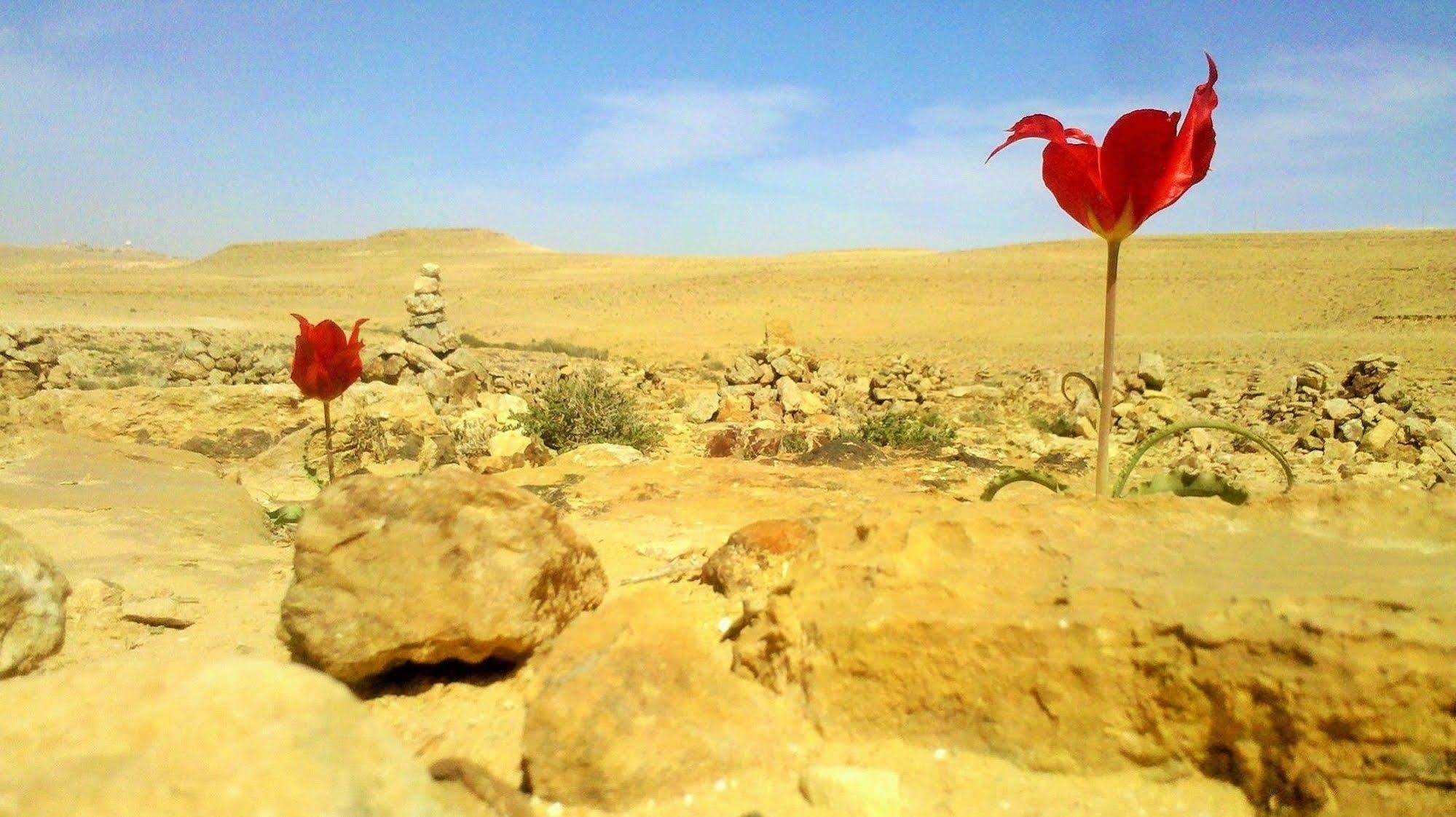 Silent Arrow Hotel Mitzpe Ramon Luaran gambar